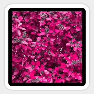 Pink flower fushia power Sticker
